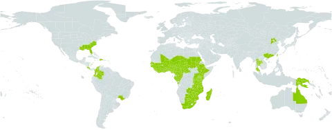 Crotalaria ochroleuca world distribution map, present in Angola, Australia, Burundi, Benin, Bonaire, Sint Eustatius and Saba, Burkina Faso, Brazil, Botswana, Central African Republic, China, Côte d'Ivoire, Cameroon, Congo, Colombia, Costa Rica, Dominican Republic, Ethiopia, Gabon, Ghana, Guinea, Guadeloupe, Guinea-Bissau, Kenya, Liberia, Madagascar, Mali, Mozambique, Martinique, Malawi, Niger, Nigeria, Papua New Guinea, Puerto Rico, Rwanda, Sudan, Senegal, Sierra Leone, Chad, Togo, Thailand, Taiwan, Province of China, Tanzania, United Republic of, Uganda, United States of America, South Africa, Zambia, and Zimbabwe