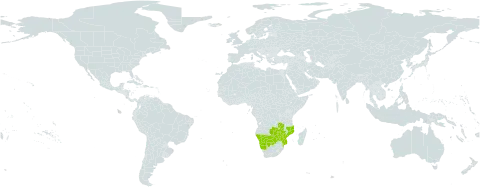 Crotalaria platysepala world distribution map, present in Botswana, Mozambique, Namibia, Zambia, and Zimbabwe