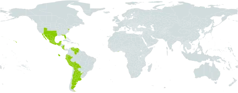 Crotalaria pumila world distribution map, present in Argentina, American Samoa, Bonaire, Sint Eustatius and Saba, Belize, Bolivia (Plurinational State of), Costa Rica, Ecuador, Ghana, Guatemala, Mexico, Nicaragua, Peru, Singapore, United States of America, and Venezuela (Bolivarian Republic of)