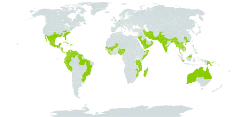 Crotalaria retusa world distribution map, present in Anguilla, American Samoa, Antigua and Barbuda, Australia, Bangladesh, Bahamas, Belize, Brazil, Barbados, Brunei Darussalam, Bhutan, China, Colombia, Comoros, Costa Rica, Cuba, Cayman Islands, Dominica, Dominican Republic, Ecuador, Fiji, Guernsey, Ghana, Guinea, Guadeloupe, Grenada, Guatemala, French Guiana, Guyana, Haiti, Indonesia, India, Iran (Islamic Republic of), Jamaica, Kenya, Cambodia, Saint Kitts and Nevis, Lao People's Democratic Republic, Liberia, Saint Lucia, Sri Lanka, Madagascar, Maldives, Mexico, Mali, Myanmar, Northern Mariana Islands, Mozambique, Montserrat, Martinique, Mauritius, Malaysia, Nigeria, Nicaragua, Netherlands, Nepal, Oman, Pakistan, Panama, Peru, Philippines, Papua New Guinea, Puerto Rico, Réunion, Saudi Arabia, Senegal, Singapore, Sierra Leone, Somalia, Suriname, Seychelles, Thailand, Tanzania, United Republic of, Uganda, United States of America, Venezuela (Bolivarian Republic of), Viet Nam, and Yemen