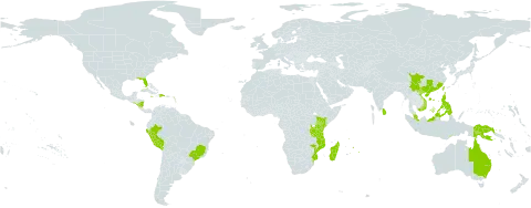 Crotalaria trichotoma world distribution map, present in American Samoa, Antigua and Barbuda, Australia, Brazil, Barbados, China, Dominica, Dominican Republic, Guadeloupe, Indonesia, Jamaica, Kenya, Saint Lucia, Sri Lanka, Madagascar, Mozambique, Martinique, Mauritius, Malaysia, Nicaragua, Nauru, Peru, Philippines, Papua New Guinea, Puerto Rico, Réunion, El Salvador, Seychelles, Timor-Leste, Taiwan, Province of China, Tanzania, United Republic of, United States of America, and Viet Nam