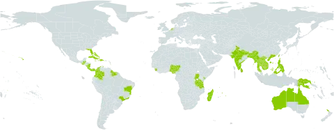 Crotalaria verrucosa world distribution map, present in Anguilla, American Samoa, Australia, Bangladesh, Bahamas, Belize, Brazil, Barbados, China, Colombia, Costa Rica, Cuba, Cayman Islands, Dominica, Dominican Republic, Guernsey, Guadeloupe, Grenada, Guatemala, French Guiana, Guyana, Haiti, Indonesia, India, Jamaica, Kenya, Cambodia, Saint Kitts and Nevis, Lao People's Democratic Republic, Saint Lucia, Sri Lanka, Madagascar, Myanmar, Montserrat, Martinique, Mauritius, Malaysia, Nigeria, Nicaragua, Niue, Netherlands, Nepal, New Zealand, Panama, Philippines, Papua New Guinea, Puerto Rico, Réunion, Sierra Leone, Suriname, Seychelles, Thailand, Timor-Leste, Taiwan, Province of China, Tanzania, United Republic of, Uganda, United States of America, Viet Nam, and Samoa