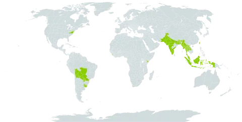 Croton bonplandianus world distribution map, present in Andorra, American Samoa, Bangladesh, Bolivia (Plurinational State of), Brazil, Bhutan, Comoros, Indonesia, India, Kenya, Lao People's Democratic Republic, Sri Lanka, Myanmar, Mauritius, Malaysia, Nepal, Pakistan, Paraguay, Réunion, Thailand, Taiwan, Province of China, Uruguay, and United States of America