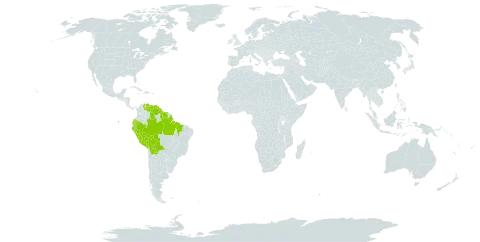 Croton cuneatus world distribution map, present in Bolivia (Plurinational State of), Brazil, Ecuador, Guyana, Peru, Suriname, and Venezuela (Bolivarian Republic of)