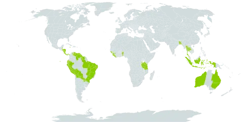 Croton hirtus l'hér. world distribution map, present in Australia, Benin, Bangladesh, Belize, Bolivia (Plurinational State of), Brazil, Costa Rica, Ecuador, Guinea, Guinea-Bissau, Guyana, Honduras, Indonesia, Jamaica, Liberia, Nicaragua, Panama, Peru, Paraguay, Sierra Leone, Suriname, Thailand, Tanzania, United Republic of, and Venezuela (Bolivarian Republic of)