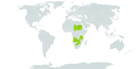 Croton leuconeurus subsp. leuconeurus world distribution map, present in Angola, Botswana, Cabo Verde, Sudan, Chad, Tanzania, United Republic of, Zambia, and Zimbabwe