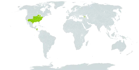Croton monanthogynus world distribution map, present in Åland Islands, Bermuda, Micronesia (Federated States of), Georgia, Nicaragua, and United States of America