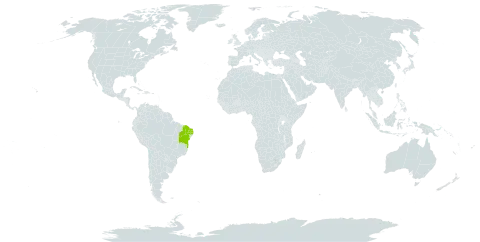 Croton piauhiensis world distribution map, present in Brazil
