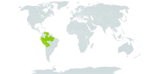 Croton sampatik world distribution map, present in Bolivia (Plurinational State of), Brazil, Ecuador, Peru, and Venezuela (Bolivarian Republic of)