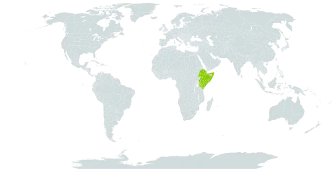 Croton somalensis world distribution map, present in Djibouti, Ethiopia, Kenya, and Somalia