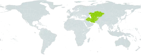 Crucianella exasperata world distribution map, present in Afghanistan, Iran (Islamic Republic of), Iraq, Kazakhstan, Kyrgyzstan, Turks and Caicos Islands, Turkmenistan, and Uzbekistan