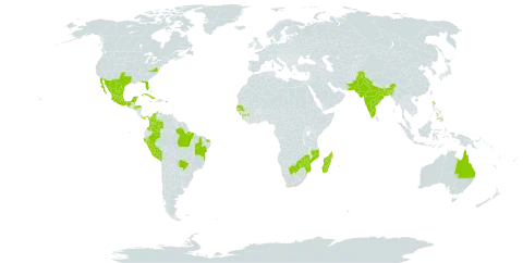 Cryptostegia grandiflora world distribution map, present in Australia, Bonaire, Sint Eustatius and Saba, Burkina Faso, Bangladesh, Bahamas, Belize, Brazil, Barbados, Botswana, Cook Islands, Colombia, Cuba, Cayman Islands, Guinea, Guam, Honduras, India, Jamaica, Sri Lanka, Madagascar, Mexico, Marshall Islands, Northern Mariana Islands, Mozambique, Pakistan, Panama, Peru, Philippines, Puerto Rico, Senegal, Trinidad and Tobago, United States of America, and Zimbabwe