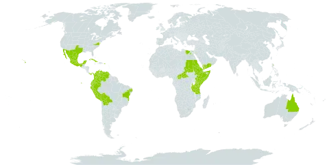 Cucumis dipsaceus world distribution map, present in Australia, Bonaire, Sint Eustatius and Saba, Bolivia (Plurinational State of), Brazil, Central African Republic, Colombia, Cuba, Djibouti, Ecuador, Egypt, Eritrea, Ethiopia, Kenya, Mexico, Panama, Peru, Puerto Rico, Saudi Arabia, Sudan, Somalia, Tanzania, United Republic of, Uganda, United States of America, Venezuela (Bolivarian Republic of), and Yemen