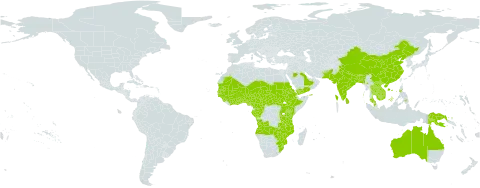 Cucumis maderaspatanus world distribution map, present in Angola, Australia, Burundi, Benin, Burkina Faso, Bangladesh, Bhutan, Botswana, Central African Republic, China, Côte d'Ivoire, Cameroon, Congo, Eritrea, Ethiopia, Gabon, Ghana, Guinea, Gambia, Guinea-Bissau, Indonesia, India, Kenya, Cambodia, Lao People's Democratic Republic, Sri Lanka, Mali, Myanmar, Mozambique, Mauritania, Malawi, Malaysia, Niger, Nigeria, Nepal, Pakistan, Philippines, Papua New Guinea, Rwanda, Saudi Arabia, Sudan, Senegal, Singapore, Sierra Leone, South Sudan, eSwatini, Seychelles, Chad, Togo, Thailand, Tanzania, United Republic of, Uganda, Viet Nam, Yemen, South Africa, Zambia, and Zimbabwe