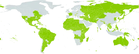 Cucumis melo world distribution map, present in Afghanistan, Angola, Argentina, Armenia, American Samoa, French Southern Territories, Australia, Azerbaijan, Benin, Burkina Faso, Bangladesh, Bahamas, Belize, Bolivia (Plurinational State of), Brazil, Bhutan, Central African Republic, Canada, China, Côte d'Ivoire, Cameroon, Cook Islands, Colombia, Costa Rica, Cuba, Cayman Islands, Cyprus, Dominican Republic, Algeria, Ecuador, Eritrea, Ethiopia, Fiji, France, Micronesia (Federated States of), Georgia, Ghana, Guinea, Gambia, Guinea-Bissau, French Guiana, Guam, Guyana, Honduras, Croatia, Haiti, India, Iran (Islamic Republic of), Iraq, Israel, Jamaica, Japan, Kazakhstan, Kenya, Kyrgyzstan, Cambodia, Korea (Republic of), Lao People's Democratic Republic, Lebanon, Libya, Sri Lanka, Morocco, Madagascar, Maldives, Mexico, Marshall Islands, North Macedonia, Mali, Myanmar, Mozambique, Mauritania, Mauritius, Malawi, Malaysia, Niger, Nigeria, Nicaragua, Niue, Nepal, Pakistan, Panama, Peru, Philippines, Palau, Papua New Guinea, Puerto Rico, Portugal, Réunion, Russian Federation, Sudan, Senegal, Sierra Leone, El Salvador, Somalia, South Sudan, Suriname, Slovakia, Syrian Arab Republic, Chad, Togo, Thailand, Tajikistan, Turkmenistan, Trinidad and Tobago, Tunisia, Turkey, Taiwan, Province of China, Tanzania, United Republic of, Uganda, United States Minor Outlying Islands, United States of America, Uzbekistan, Venezuela (Bolivarian Republic of), Viet Nam, South Africa, Zambia, and Zimbabwe