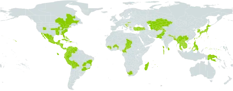 Cucumis sativus world distribution map, present in Benin, Burkina Faso, Bangladesh, Bahamas, Belize, Bolivia (Plurinational State of), Brazil, Bhutan, Canada, China, Cameroon, Cook Islands, Colombia, Costa Rica, Cuba, Cayman Islands, Dominican Republic, Ecuador, Fiji, Micronesia (Federated States of), Guinea, Guatemala, Guam, Honduras, Croatia, Haiti, India, Jamaica, Japan, Kazakhstan, Cambodia, Korea (Republic of), Lao People's Democratic Republic, Sri Lanka, Madagascar, Maldives, Mexico, Marshall Islands, North Macedonia, Myanmar, Northern Mariana Islands, Mauritius, Nicaragua, Niue, Nepal, Pakistan, Panama, Peru, Philippines, Palau, Papua New Guinea, Puerto Rico, Réunion, Sao Tome and Principe, Slovakia, Slovenia, Chad, Thailand, Tajikistan, Turkmenistan, Trinidad and Tobago, Turkey, Taiwan, Province of China, United States of America, Uzbekistan, Venezuela (Bolivarian Republic of), Viet Nam, and South Africa