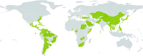 Cucurbita moschata world distribution map, present in Argentina, Benin, Bangladesh, Bahamas, Belize, Bolivia (Plurinational State of), Brazil, Bhutan, China, Cameroon, Colombia, Costa Rica, Cuba, Dominican Republic, Ecuador, Guatemala, French Guiana, Guam, Guyana, Honduras, Croatia, Haiti, India, Jamaica, Japan, Kazakhstan, Cambodia, Korea (Republic of), Saint Lucia, Maldives, Mexico, Marshall Islands, North Macedonia, Myanmar, Mauritius, Nicaragua, Pakistan, Panama, Philippines, Palau, Puerto Rico, Réunion, Saudi Arabia, Sudan, El Salvador, Somalia, Suriname, Thailand, Tajikistan, Turkmenistan, Trinidad and Tobago, Turkey, Taiwan, Province of China, United States Minor Outlying Islands, United States of America, Uzbekistan, Venezuela (Bolivarian Republic of), Viet Nam, South Africa, and Zambia
