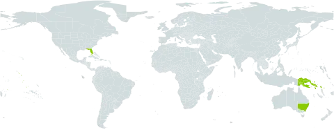 Cupaniopsis world distribution map, present in Australia, Kiribati, Papua New Guinea, Solomon Islands, United States of America, and Samoa