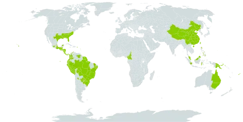 Cuphea carthagenensis world distribution map, present in Argentina, Australia, Belize, Bolivia (Plurinational State of), Brazil, Barbados, China, Cameroon, Colombia, Costa Rica, Dominica, Ecuador, Fiji, Micronesia (Federated States of), Guadeloupe, Guatemala, French Guiana, Guam, Honduras, Indonesia, Saint Lucia, Mexico, Northern Mariana Islands, Martinique, Malaysia, Nicaragua, Panama, Peru, Philippines, Papua New Guinea, Puerto Rico, Paraguay, Singapore, Suriname, Trinidad and Tobago, Taiwan, Province of China, Uruguay, United States of America, and Venezuela (Bolivarian Republic of)