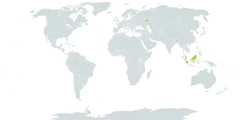 Curculigo latifolia var. latifolia world distribution map, present in Indonesia, India, Malaysia, Philippines, Russian Federation, and Thailand