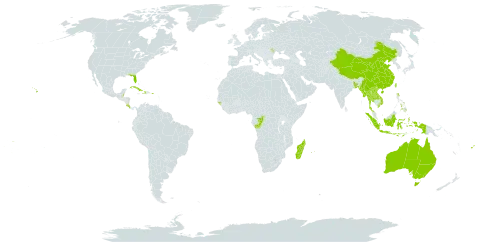 Curcuma world distribution map, present in Andorra, Australia, Bangladesh, Belize, China, Congo, Cook Islands, Costa Rica, Cuba, Dominica, Fiji, Guinea-Bissau, Haiti, Indonesia, Lao People's Democratic Republic, Moldova (Republic of), Madagascar, Myanmar, Mauritius, Nepal, Pitcairn, Philippines, Puerto Rico, Réunion, Thailand, Tonga, Taiwan, Province of China, United States of America, Viet Nam, and Samoa