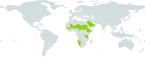 Cyamopsis senegalensis world distribution map, present in Ethiopia, Mali, Namibia, Niger, Saudi Arabia, Sudan, Senegal, Chad, and Tanzania, United Republic of