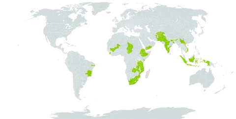 Cyamopsis tetragonoloba world distribution map, present in Afghanistan, Brazil, China, Ethiopia, Fiji, Indonesia, India, Kenya, Sri Lanka, Mali, Mozambique, Nepal, Nauru, Pakistan, Sierra Leone, Chad, Tanzania, United Republic of, Viet Nam, Yemen, South Africa, and Zambia