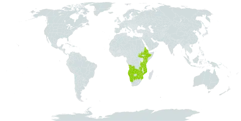 Cyathula orthacantha world distribution map, present in Angola, Botswana, Eritrea, Ethiopia, Kenya, Mozambique, Malawi, Namibia, South Sudan, Tanzania, United Republic of, Uganda, South Africa, Zambia, and Zimbabwe