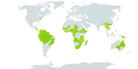 Cyathula prostrata world distribution map, present in Angola, American Samoa, Australia, Benin, Burkina Faso, Bangladesh, Bolivia (Plurinational State of), Brazil, Bhutan, Central African Republic, China, Côte d'Ivoire, Cameroon, Congo, Cook Islands, Colombia, Costa Rica, Dominica, Ecuador, Ethiopia, Fiji, Micronesia (Federated States of), Gabon, Ghana, Guinea, Gambia, Guinea-Bissau, Equatorial Guinea, Grenada, French Guiana, Guyana, Honduras, Indonesia, India, Jamaica, Cambodia, Lao People's Democratic Republic, Liberia, Saint Lucia, Sri Lanka, Madagascar, Mali, Myanmar, Mozambique, Martinique, Mauritius, Malawi, Nigeria, Nicaragua, Nepal, Panama, Peru, Philippines, Papua New Guinea, Puerto Rico, Réunion, Senegal, Singapore, Sierra Leone, South Sudan, Sao Tome and Principe, Suriname, Seychelles, Chad, Togo, Thailand, Tonga, Trinidad and Tobago, Taiwan, Province of China, Tanzania, United Republic of, Uganda, United States of America, Venezuela (Bolivarian Republic of), Viet Nam, Samoa, South Africa, Zambia, and Zimbabwe