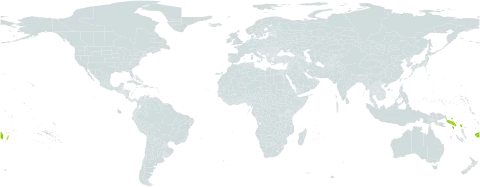 Cyclophyllum barbatum world distribution map, present in Cook Islands, Fiji, Pitcairn, Solomon Islands, Tonga, and Samoa