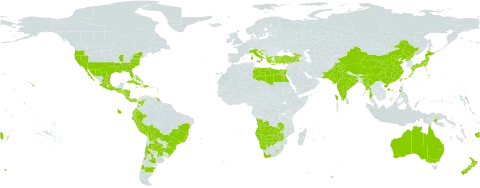 Cyclospermum leptophyllum world distribution map, present in Angola, Albania, Argentina, Australia, Bahamas, Bolivia (Plurinational State of), Brazil, Barbados, Botswana, Chile, China, Cook Islands, Colombia, Cabo Verde, Costa Rica, Cuba, Cyprus, Dominican Republic, Ecuador, Egypt, Spain, Fiji, Georgia, Guadeloupe, Greece, Guatemala, Honduras, Croatia, Haiti, India, Israel, Italy, Jamaica, Japan, Libya, Sri Lanka, Lesotho, Mexico, Myanmar, Martinique, Mauritius, Namibia, Nicaragua, Niue, New Zealand, Pakistan, Panama, Peru, Philippines, Papua New Guinea, Puerto Rico, Korea (Democratic People's Republic of), Portugal, Paraguay, Réunion, El Salvador, eSwatini, Turks and Caicos Islands, Tonga, Turkey, Taiwan, Province of China, Uruguay, United States of America, Venezuela (Bolivarian Republic of), South Africa, Zambia, and Zimbabwe