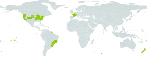 Cymbalaria muralis world distribution map, present in Brazil, France, New Zealand, and United States of America