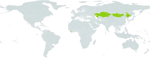 Cymbaria daurica world distribution map, present in China, Kazakhstan, Liberia, and Mongolia