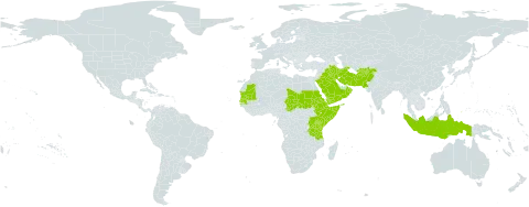 Cymbopogon commutatus world distribution map, present in Afghanistan, Djibouti, Eritrea, Ethiopia, Indonesia, Iran (Islamic Republic of), Iraq, Kenya, Kuwait, Mauritania, Oman, Pakistan, Palau, Saudi Arabia, Sudan, Senegal, Somalia, Chad, Tanzania, United Republic of, Uganda, and Yemen