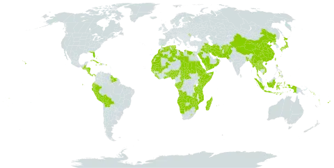 Cymbopogon world distribution map, present in Afghanistan, Angola, Andorra, Benin, Burkina Faso, Bangladesh, Bahamas, Belize, Bolivia (Plurinational State of), Botswana, Central African Republic, China, Congo, Cook Islands, Comoros, Costa Rica, Cuba, Djibouti, Dominica, Algeria, Ecuador, Egypt, Eritrea, Ethiopia, Fiji, Gabon, Ghana, Guinea, Gambia, Guinea-Bissau, Guatemala, Guyana, Honduras, Haiti, Indonesia, Iran (Islamic Republic of), Iraq, Jamaica, Japan, Kenya, Kuwait, Lao People's Democratic Republic, Liberia, Libya, Lesotho, Morocco, Moldova (Republic of), Madagascar, Maldives, Mali, Myanmar, Mozambique, Mauritania, Mauritius, Namibia, Norfolk Island, Nigeria, Nicaragua, Nepal, Oman, Pakistan, Panama, Peru, Philippines, Palau, Puerto Rico, Korea (Democratic People's Republic of), Réunion, Rwanda, Saudi Arabia, Sudan, Senegal, Singapore, Solomon Islands, Sierra Leone, Somalia, Suriname, eSwatini, Seychelles, Turks and Caicos Islands, Chad, Togo, Thailand, Tonga, Tunisia, Taiwan, Province of China, Tanzania, United Republic of, Uganda, United States of America, Viet Nam, Vanuatu, Samoa, Yemen, Zambia, and Zimbabwe