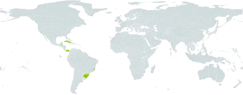 Cynanchum cubense world distribution map, present in Argentina, Belize, Brazil, Cuba, and Panama