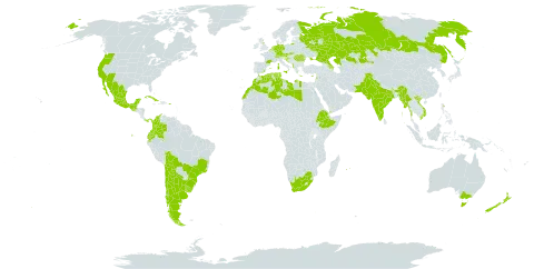 Cynara cardunculus world distribution map, present in Albania, Argentina, Australia, Austria, Azerbaijan, Belgium, Bosnia and Herzegovina, Bolivia (Plurinational State of), Brazil, Switzerland, Chile, Colombia, Cuba, Cyprus, Germany, Algeria, Ecuador, Spain, Ethiopia, France, United Kingdom of Great Britain and Northern Ireland, Gibraltar, Greece, Guatemala, Guam, Croatia, India, Israel, Italy, Kazakhstan, Lebanon, Libya, Morocco, Moldova (Republic of), Mexico, Malta, Myanmar, Mauritius, Netherlands, New Zealand, Pakistan, Panama, Puerto Rico, Portugal, Réunion, Romania, Russian Federation, Slovakia, Tunisia, Ukraine, Uruguay, United States of America, Viet Nam, Yemen, and South Africa