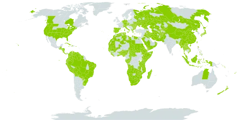 Cynodon dactylon world distribution map, present in Aruba, Afghanistan, Angola, Åland Islands, Albania, Andorra, Australia, Austria, Benin, Burkina Faso, Bangladesh, Bulgaria, Bahamas, Belize, Bermuda, Bolivia (Plurinational State of), Brazil, Botswana, Central African Republic, Canada, Switzerland, China, Congo, Cook Islands, Colombia, Cabo Verde, Costa Rica, Cuba, Cayman Islands, Cyprus, Czech Republic, Germany, Djibouti, Dominica, Algeria, Ecuador, Egypt, Eritrea, Spain, Ethiopia, Fiji, France, Micronesia (Federated States of), Gabon, Georgia, Ghana, Guinea, Gambia, Guinea-Bissau, Greece, Guatemala, Guyana, Honduras, Haiti, Hungary, Indonesia, Iran (Islamic Republic of), Iraq, Italy, Jamaica, Japan, Kazakhstan, Kenya, Kyrgyzstan, Kuwait, Lao People's Democratic Republic, Liberia, Libya, Lesotho, Morocco, Moldova (Republic of), Madagascar, Mali, Myanmar, Mozambique, Mauritania, Mauritius, Malaysia, Namibia, Norfolk Island, Nigeria, Nicaragua, Netherlands, Nepal, Nauru, New Zealand, Oman, Pakistan, Panama, Pitcairn, Peru, Philippines, Palau, Puerto Rico, Korea (Democratic People's Republic of), Portugal, Paraguay, Réunion, Romania, Russian Federation, Rwanda, Saudi Arabia, Sudan, Senegal, Singapore, Solomon Islands, Sierra Leone, Somalia, Suriname, eSwatini, Seychelles, Turks and Caicos Islands, Chad, Togo, Thailand, Tokelau, Turkmenistan, Tonga, Tunisia, Taiwan, Province of China, Tanzania, United Republic of, Uganda, Ukraine, Uruguay, United States of America, Uzbekistan, Venezuela (Bolivarian Republic of), Viet Nam, Wallis and Futuna, Samoa, Yemen, South Africa, Zambia, and Zimbabwe