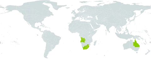 Cynodon incompletus world distribution map, present in Angola, Australia, Lesotho, eSwatini, and South Africa