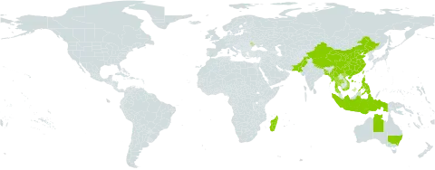 Cynodon radiatus world distribution map, present in Andorra, Australia, Bangladesh, China, Indonesia, Moldova (Republic of), Madagascar, Myanmar, Nepal, Pakistan, Philippines, Thailand, Taiwan, Province of China, and Viet Nam