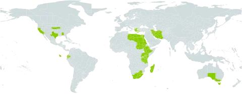 Cynodon transvaalensis world distribution map, present in Åland Islands, Australia, Ecuador, Egypt, Ethiopia, Greece, Iran (Islamic Republic of), Kenya, Libya, Lesotho, Madagascar, Puerto Rico, Sudan, Tanzania, United Republic of, Uganda, United States of America, and South Africa