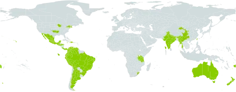 Cynoglossum amabile world distribution map, present in Argentina, Australia, Bolivia (Plurinational State of), Brazil, Bhutan, China, Colombia, Costa Rica, Dominican Republic, Ecuador, Fiji, Guatemala, Honduras, Haiti, India, Jamaica, Mexico, Myanmar, Nepal, New Zealand, Panama, Peru, Puerto Rico, El Salvador, Taiwan, Province of China, Tanzania, United Republic of, United States of America, Venezuela (Bolivarian Republic of), and South Africa