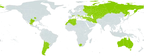 Cynoglossum creticum world distribution map, present in Albania, Argentina, Armenia, Australia, Bulgaria, Bosnia and Herzegovina, Chile, Cyprus, Algeria, Spain, France, Greece, Croatia, Iran (Islamic Republic of), Iraq, Israel, Italy, Kazakhstan, Kyrgyzstan, Lebanon, Morocco, Mexico, North Macedonia, Malta, Montenegro, Portugal, Russian Federation, Slovenia, Syrian Arab Republic, Tajikistan, Turkmenistan, Tunisia, Turkey, Ukraine, United States of America, Uzbekistan, and South Africa