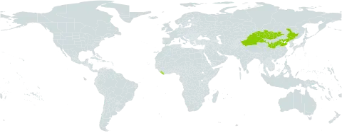 Cynoglossum divaricatum world distribution map, present in China, Liberia, and Mongolia