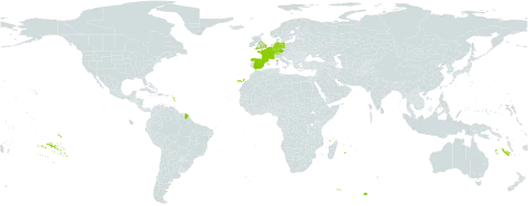 Cynoglossum germanicum world distribution map, present in Belgium, Switzerland, Germany, Spain, France, and United Kingdom of Great Britain and Northern Ireland