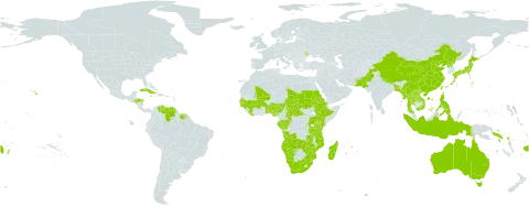 Cyperus cyperoides world distribution map, present in Angola, Australia, Benin, Burkina Faso, Bangladesh, Central African Republic, China, Congo, Cook Islands, Comoros, Cuba, Eritrea, Ethiopia, Fiji, Gabon, Guinea, Gambia, Guinea-Bissau, Honduras, Indonesia, Jamaica, Japan, Kenya, Lao People's Democratic Republic, Liberia, Moldova (Republic of), Madagascar, Mali, Myanmar, Mozambique, Mauritius, Namibia, Nigeria, Nepal, Pakistan, Philippines, Korea (Democratic People's Republic of), Rwanda, Sudan, Senegal, Solomon Islands, Suriname, eSwatini, Chad, Togo, Thailand, Tonga, Taiwan, Province of China, Tanzania, United Republic of, Uganda, United States of America, Venezuela (Bolivarian Republic of), Viet Nam, Wallis and Futuna, Samoa, South Africa, Zambia, and Zimbabwe