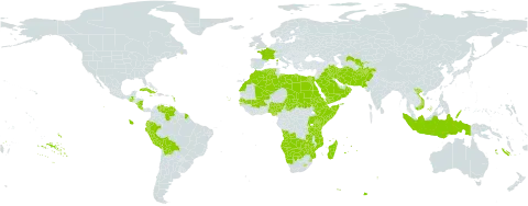 Cyperus laevigatus subsp. laevigatus world distribution map, present in Afghanistan, Angola, Burkina Faso, Bolivia (Plurinational State of), Botswana, Cabo Verde, Costa Rica, Cuba, Djibouti, Dominica, Algeria, Ecuador, Egypt, Eritrea, Ethiopia, France, Guatemala, Indonesia, Iran (Islamic Republic of), Iraq, Jamaica, Kenya, Libya, Lesotho, Morocco, Madagascar, Mali, Mozambique, Mauritius, Namibia, Nigeria, Nicaragua, Oman, Pakistan, Peru, Palau, Puerto Rico, Réunion, Rwanda, Saudi Arabia, Sudan, Senegal, Singapore, Somalia, eSwatini, Chad, Tanzania, United Republic of, Uganda, Uzbekistan, Venezuela (Bolivarian Republic of), Viet Nam, Yemen, Zambia, and Zimbabwe