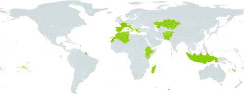 Cyperus longus subsp. badius world distribution map, present in Afghanistan, Albania, Algeria, Spain, Ethiopia, France, Greece, Indonesia, Italy, Kazakhstan, Kenya, Kyrgyzstan, Morocco, Madagascar, Pakistan, Portugal, Turks and Caicos Islands, and Tunisia