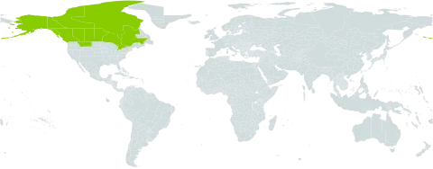 Cypripedium passerinum world distribution map, present in Canada and United States of America