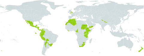 Cystopteris fragilis subsp. diaphana world distribution map, present in Argentina, Bolivia (Plurinational State of), Brazil, Cameroon, Colombia, Costa Rica, Algeria, Ecuador, Spain, Ethiopia, France, United Kingdom of Great Britain and Northern Ireland, Guatemala, Honduras, India, Italy, Jamaica, Kenya, Liberia, Lesotho, Morocco, Mexico, Nicaragua, Nepal, New Zealand, Panama, Peru, Portugal, Sudan, South Georgia and the South Sandwich Islands, El Salvador, Tanzania, United Republic of, Uganda, Uruguay, Venezuela (Bolivarian Republic of), Yemen, and South Africa